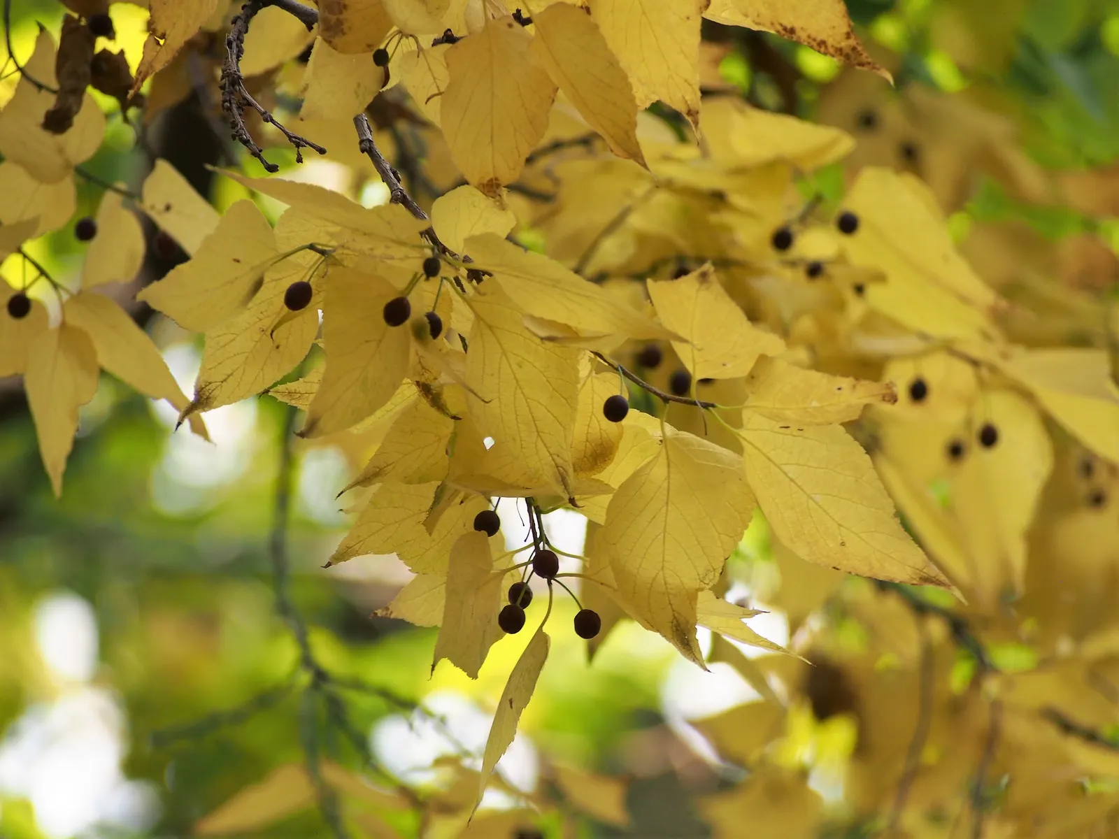 Common Hackberry (Celtis Occidentalis) — The leaves, ovate with a serrated edge, offer a subtle yet pleasing mid-green hue; the Common Hackberry (Celtis
