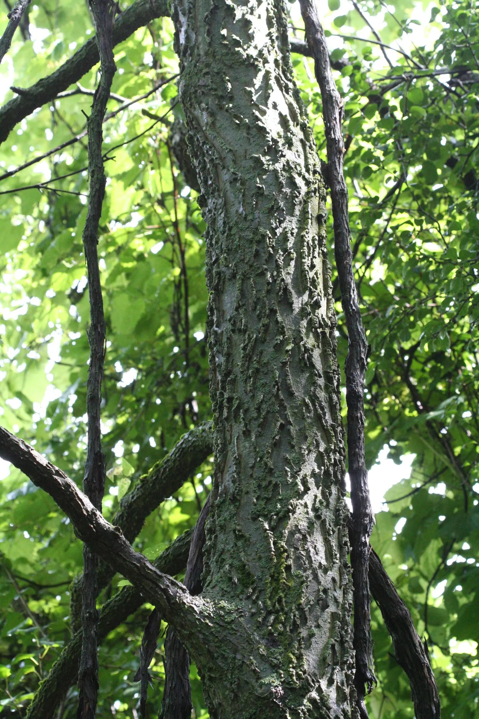Common Hackberry (Celtis Occidentalis) — Often reaching 40-60 ft with a spread of 40-50 ft, it showcases a rounded crown with elm-like leaves