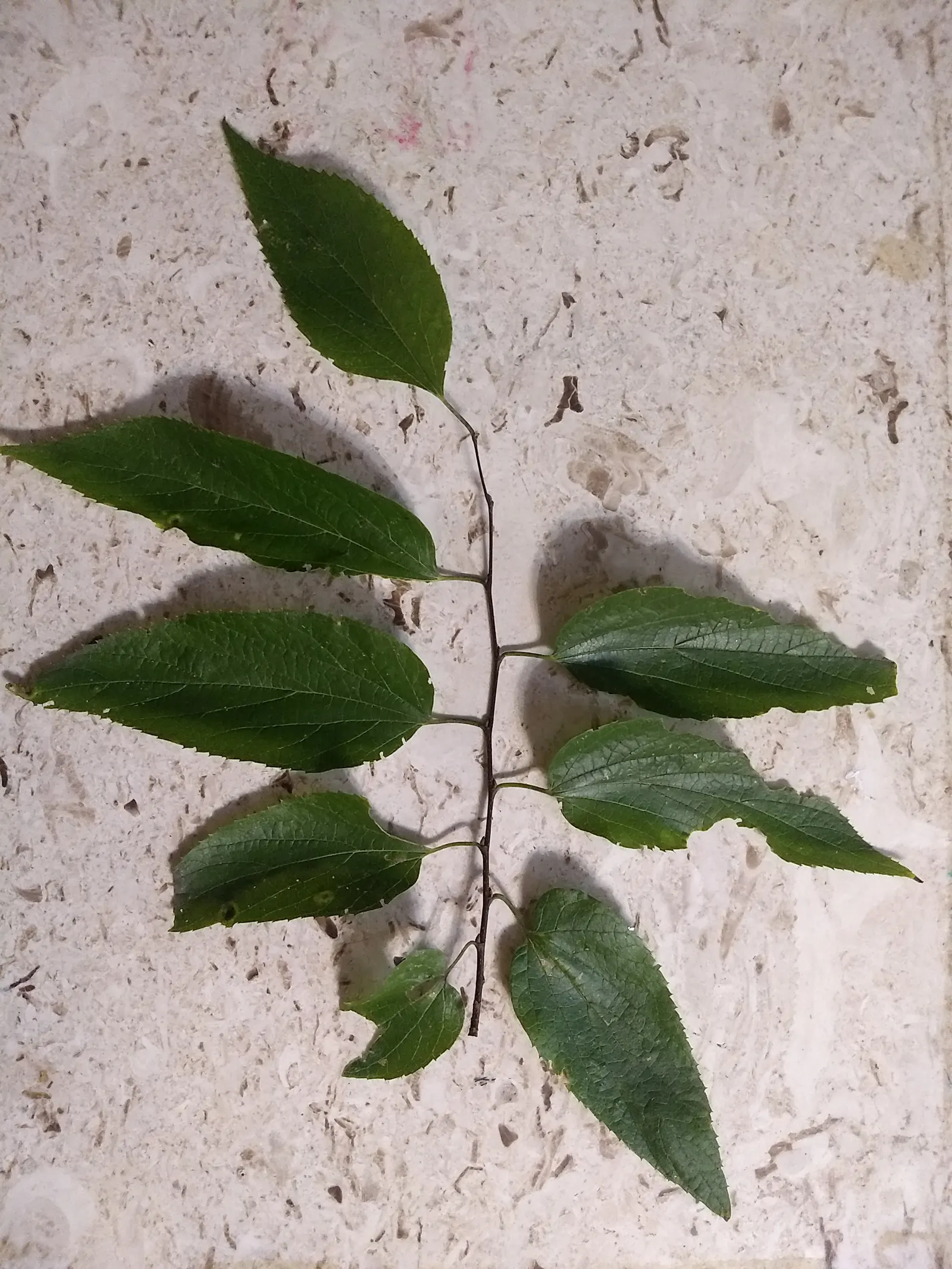 Common Hackberry (Celtis Occidentalis) — which are a hit with local bird species; it adapts to various soil types
