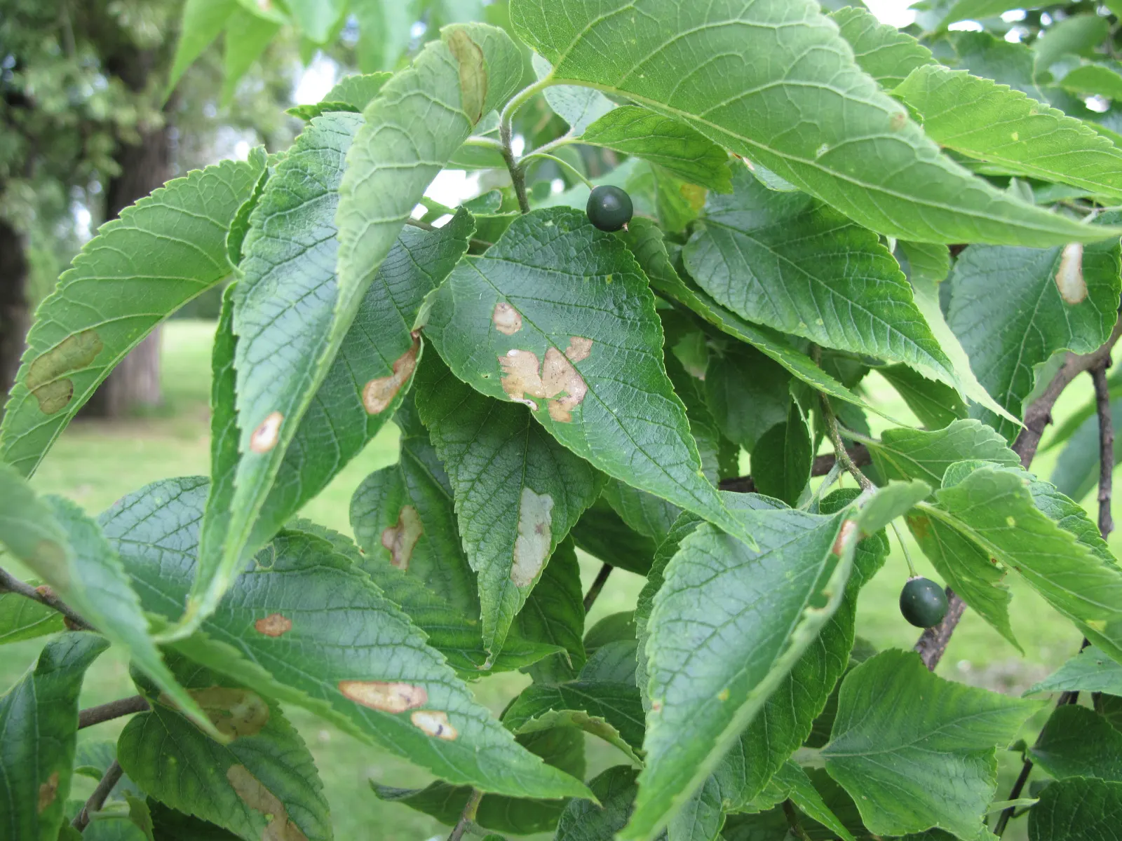 Common Hackberry (Celtis Occidentalis) — making it a wise investment for any gardener seeking a stately and reliable addition to their green space