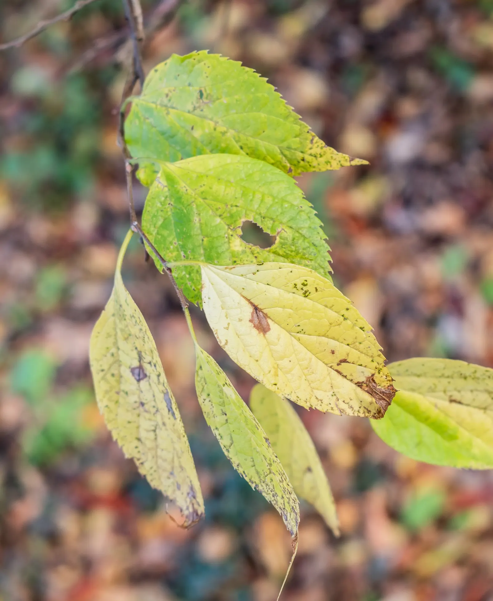 Common Hackberry (Celtis Occidentalis) — promoting biodiversity in the garden