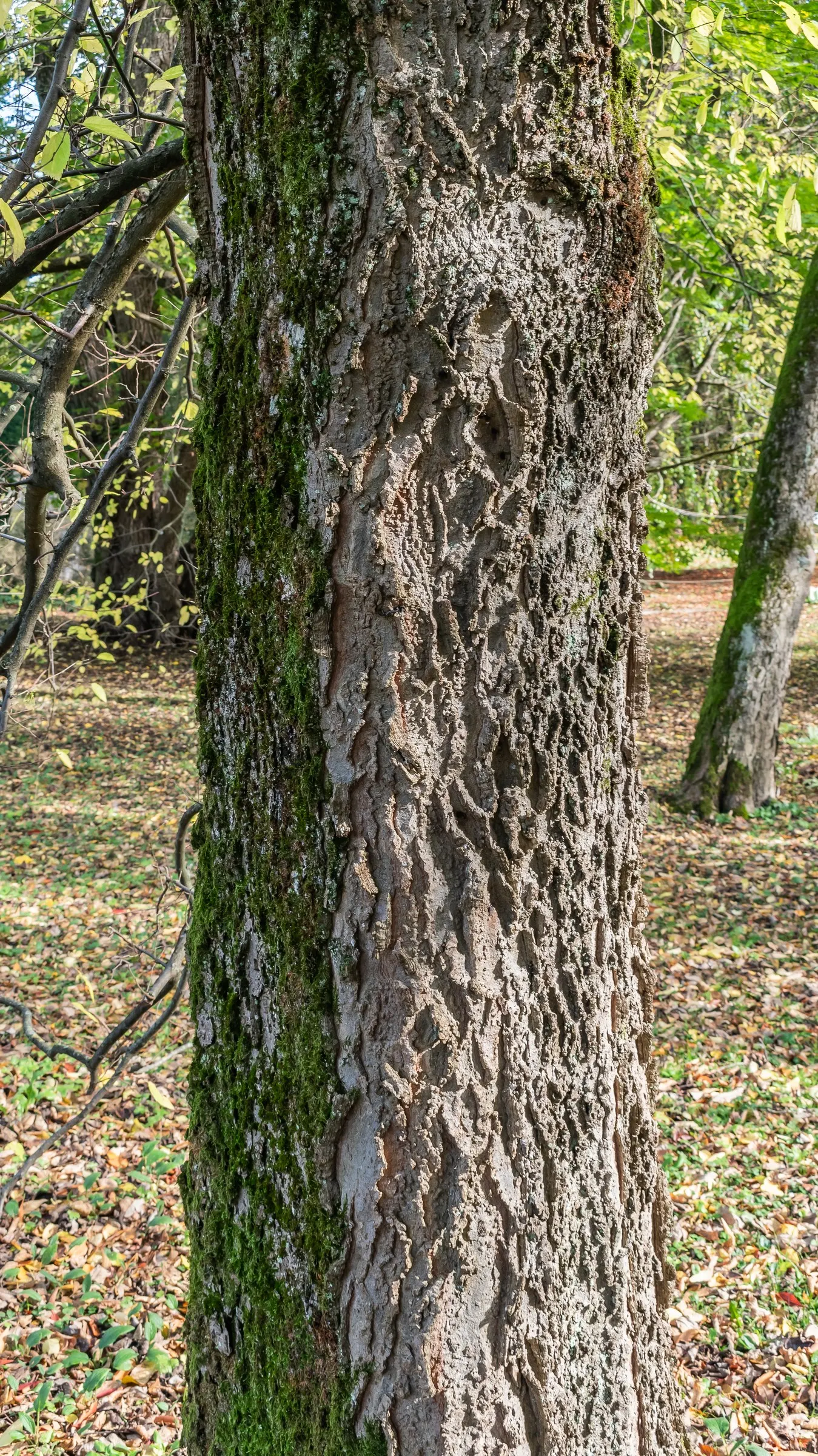 Common Hackberry (Celtis Occidentalis) — featuring an intricate pattern of warty ridges