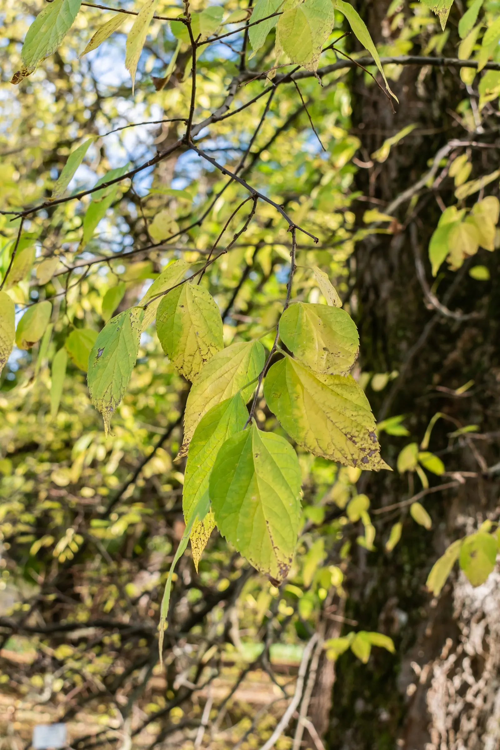 Common Hackberry (Celtis Occidentalis) — this tree has a rounded to spreading silhouette that provides generous shade