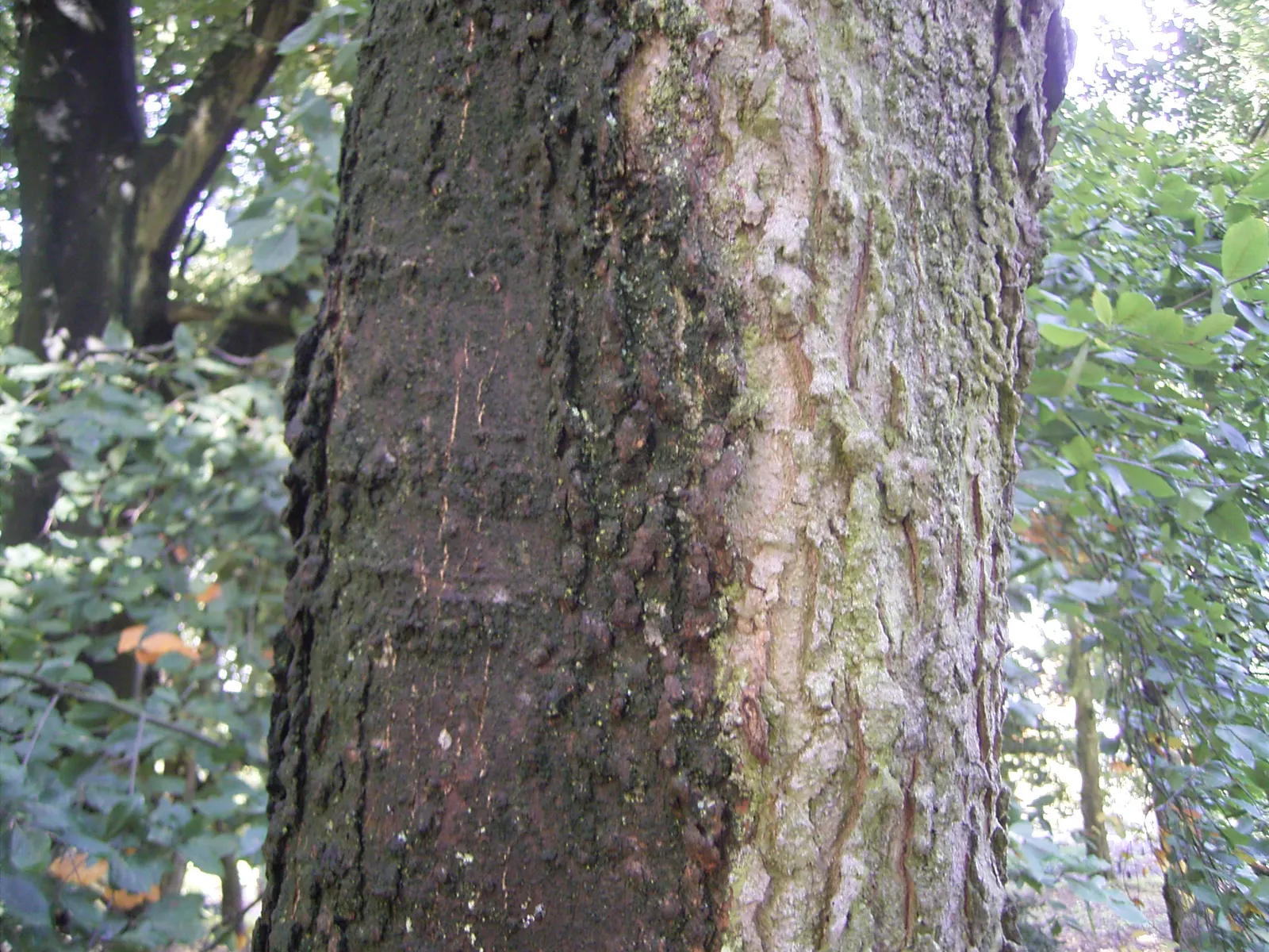 Common Hackberry (Celtis Occidentalis) — bringing seasonal warmth to the landscape.<br><br>Preferring USDA Hardiness Zones 3-9