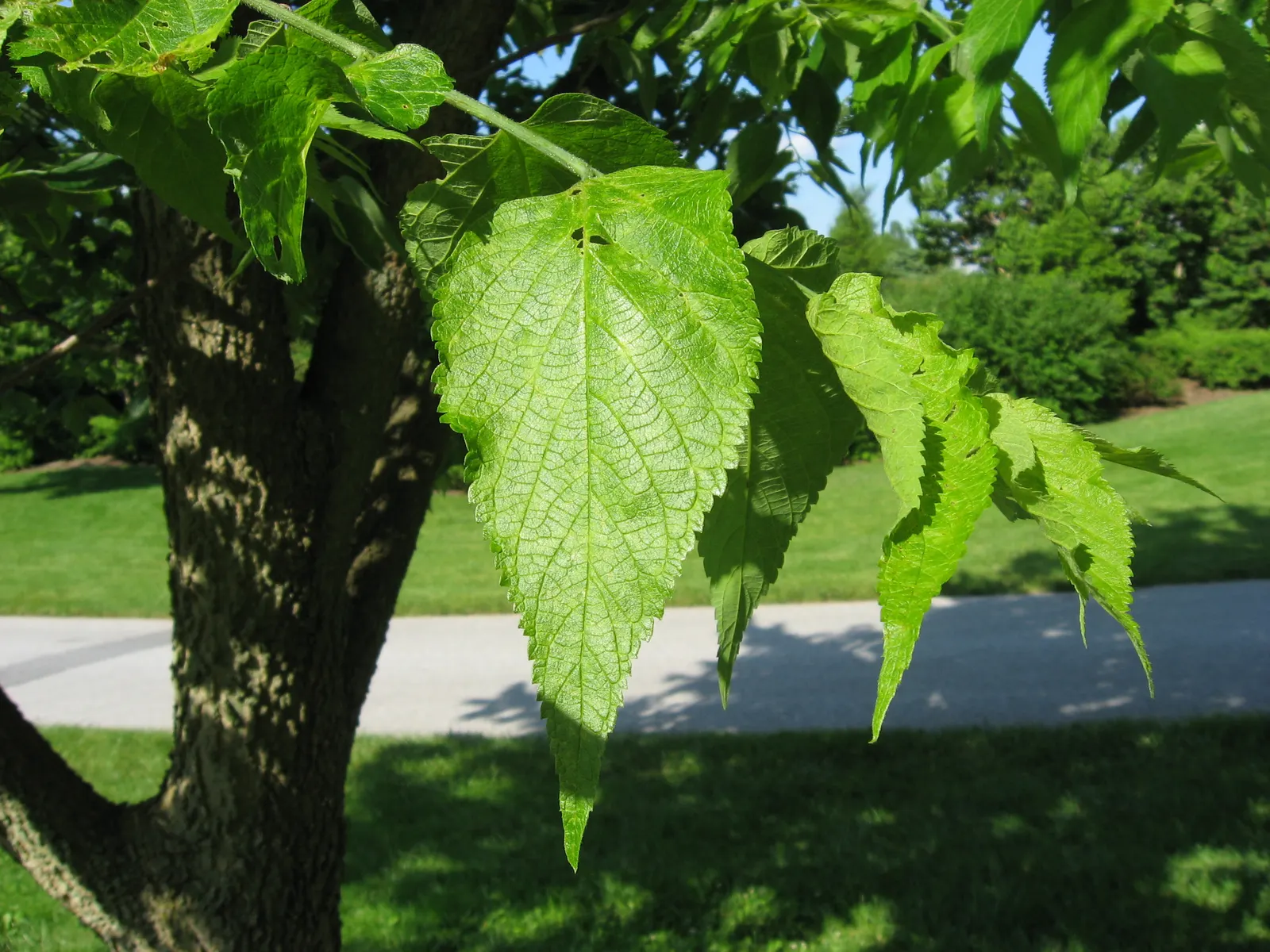 Common Hackberry (Celtis Occidentalis) — adding to its year-round visual interest.<br><br>Distinctive in spring