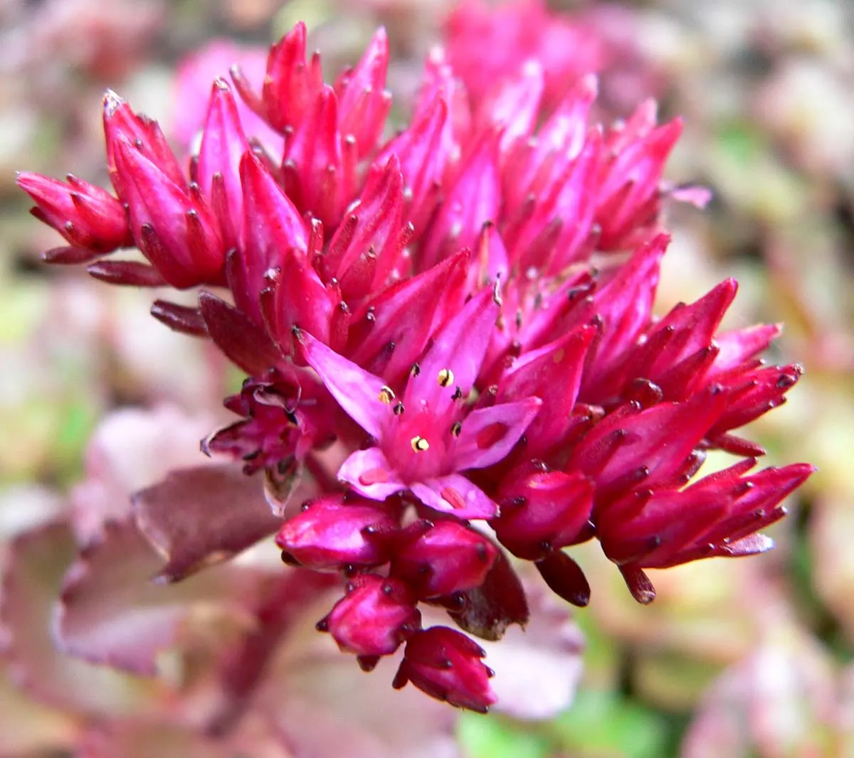 Caucasian Stonecrop (Sedum spurium) — making it an ideal choice for xeriscaping and rock gardens; phedimus spurium, or Caucasian Stonecrop, is a, image 63