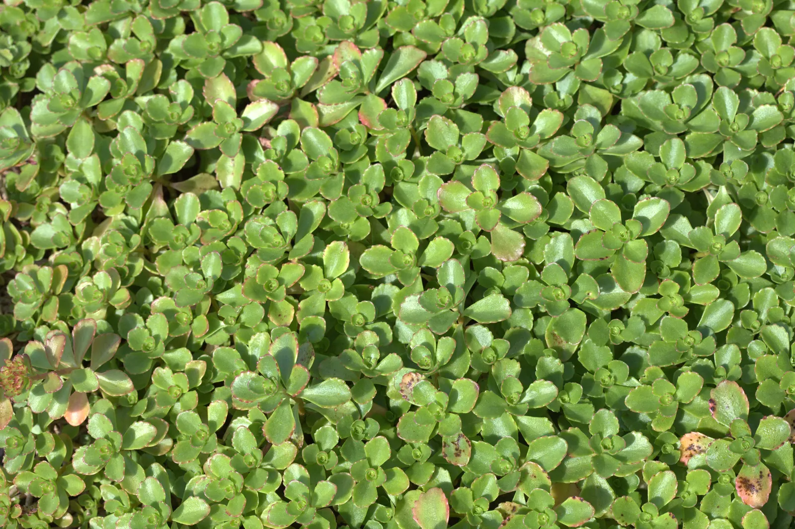 Caucasian Stonecrop (Sedum spurium) — scientifically known as Phedimus spurium; mat-like spread typically reaching 4 to 6 inches in height and, image 74