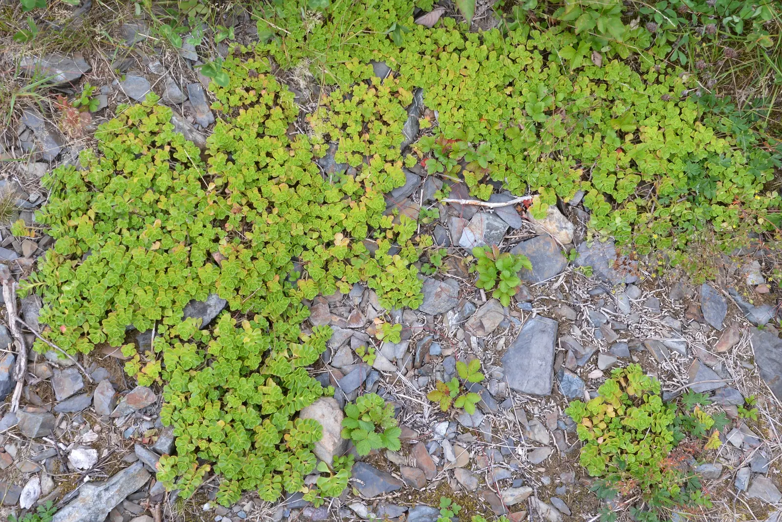 Caucasian Stonecrop (Sedum spurium) — pink and white flowers in the garden; is a versatile and robust groundcover