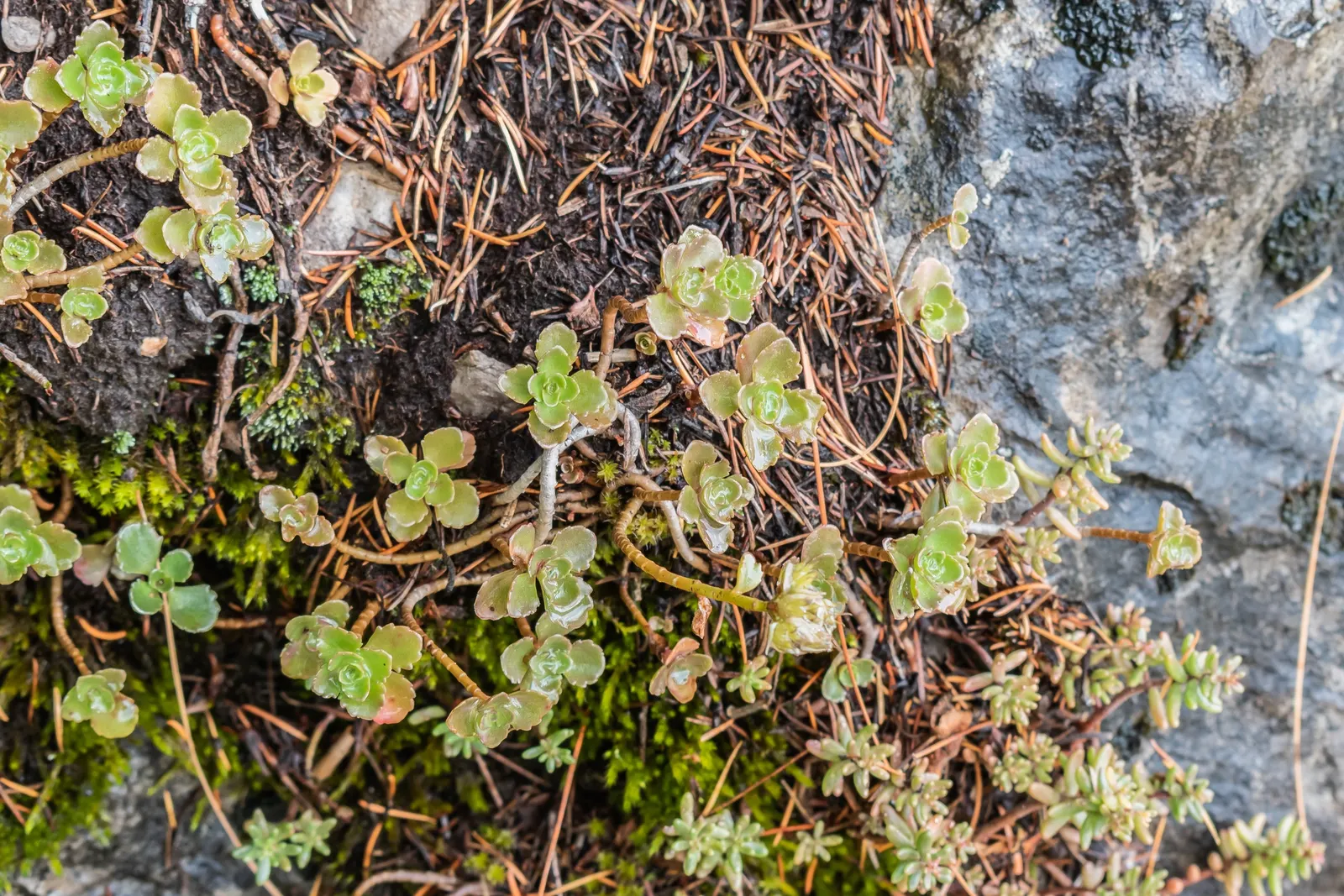 Caucasian Stonecrop (Sedum spurium) — It thrives in USDA Hardiness Zones 3 through 9, favoring full sun to partial shade conditions; this hardy succulent