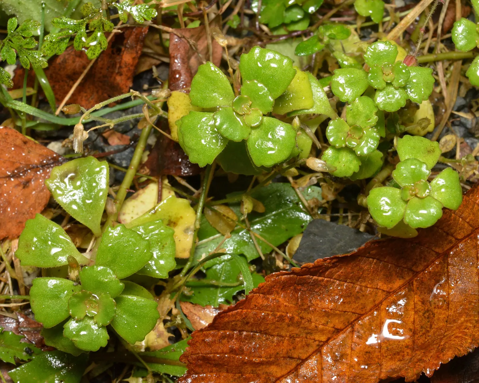 Caucasian Stonecrop (Sedum spurium) — Its foliage color ranges from green to deep bronze and even reddish hues; pink and white flowers in the garden, image 79