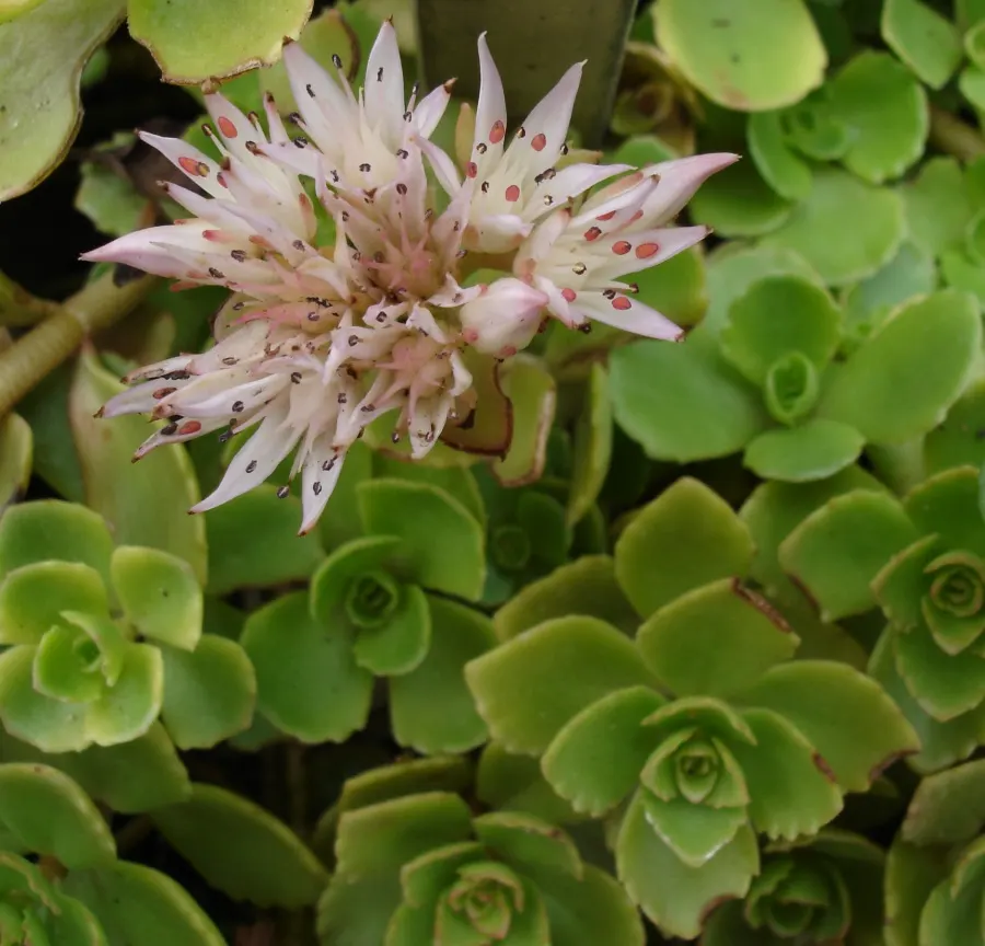 Caucasian Stonecrop (Sedum spurium) — and providing a delightful show