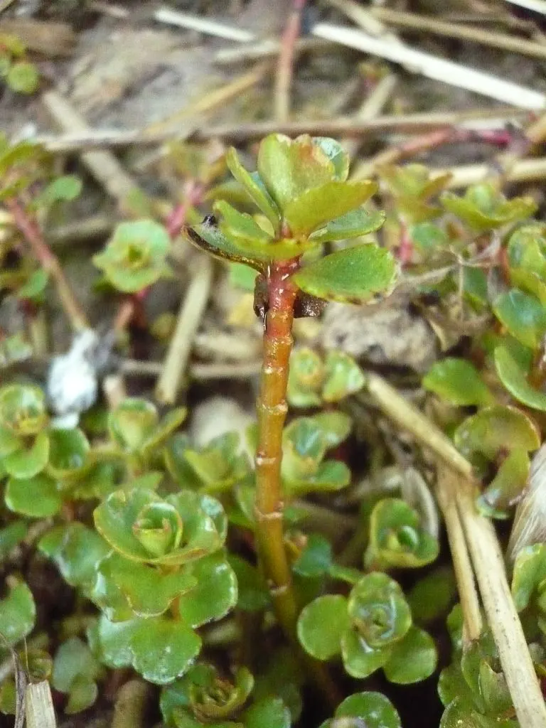 Caucasian Stonecrop (Sedum spurium) — attracting bees and butterflies