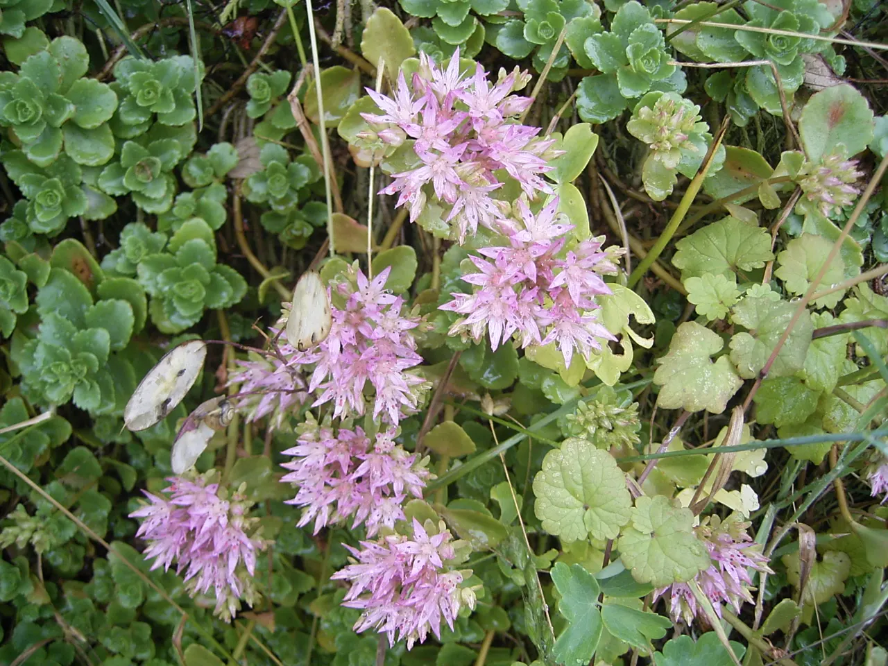 Caucasian Stonecrop (Sedum spurium) — green to reddish leaves and vibrant pink flowers that bloom in summer attracting pollinators; which intensify, image 48