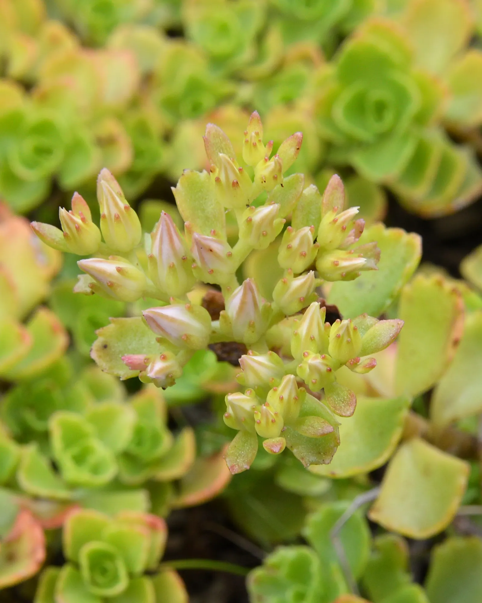 Caucasian Stonecrop (Sedum spurium) — This drought-resistant plant reaches 4-6 inches in height and spreads up to 18 inches; it thrives in USDA, image 72
