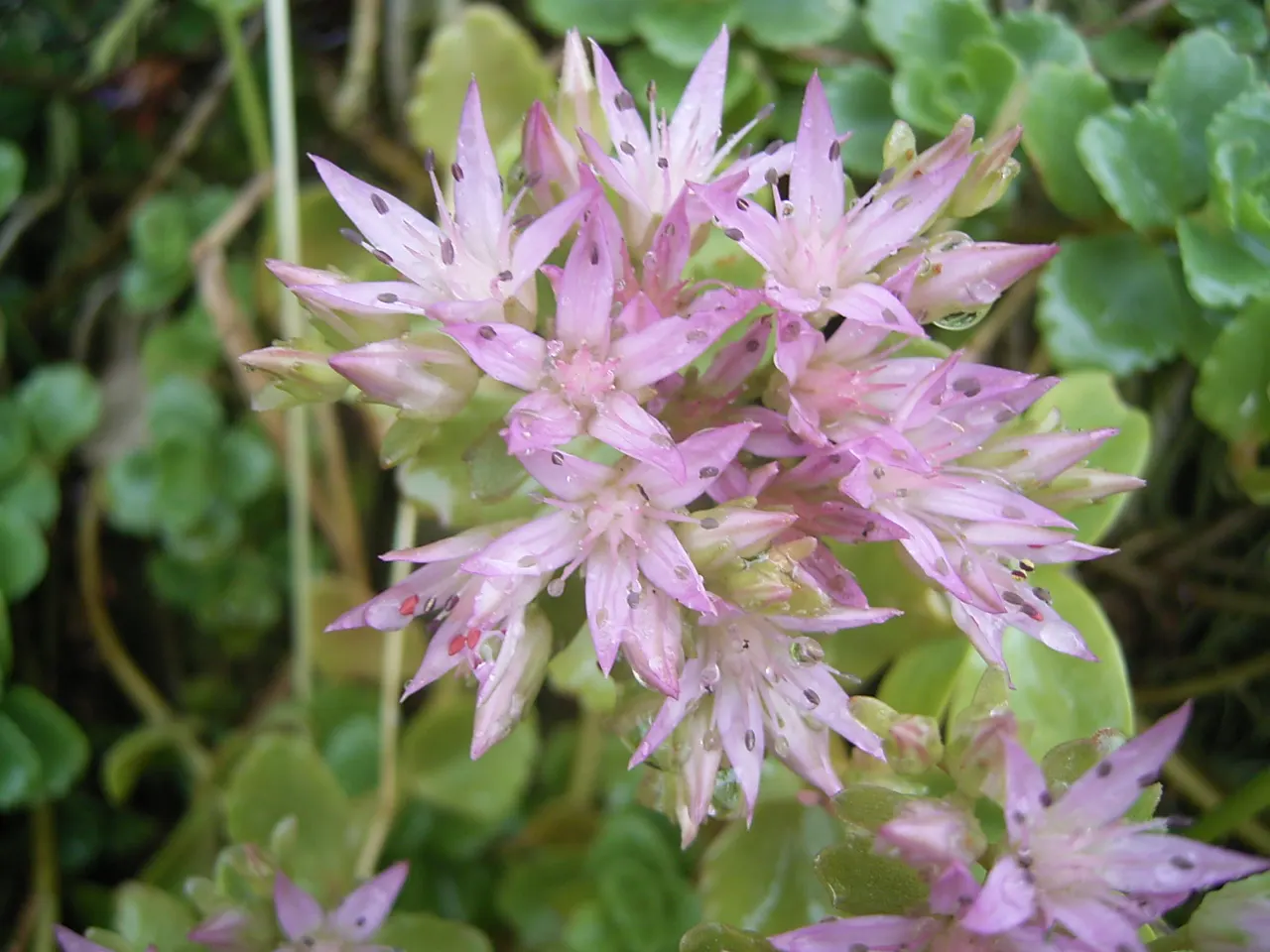 Caucasian Stonecrop (Sedum spurium) — ground cover / succulent for full or half; making it an asset to any sustainable garden landscape