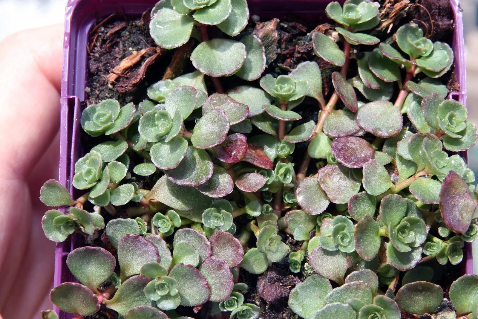 Caucasian Stonecrop (Sedum spurium) — mat-like spread typically reaching 4 to 6 inches in height and spreading outward up to 18 inches; and providing a