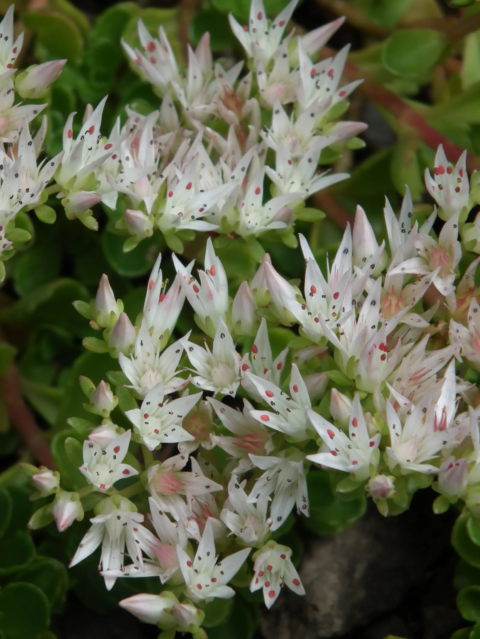 Caucasian Stonecrop (Sedum spurium) — making it an asset to any sustainable garden landscape