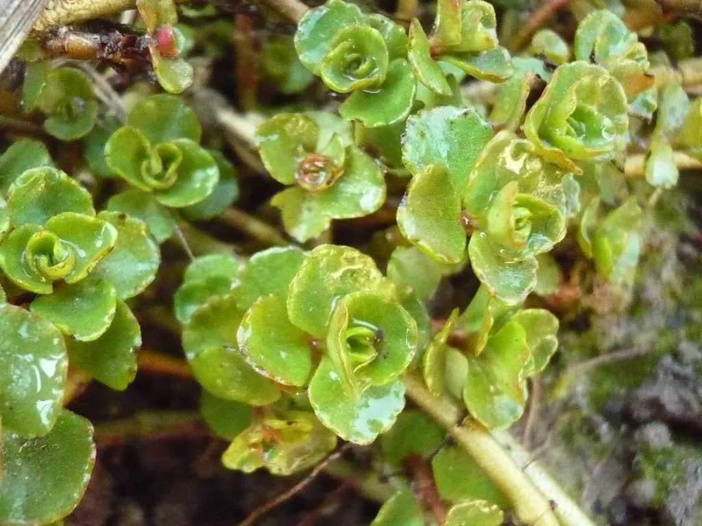 Caucasian Stonecrop (Sedum spurium) — Its foliage color ranges from green to deep bronze and even reddish hues; pink and white flowers in the garden