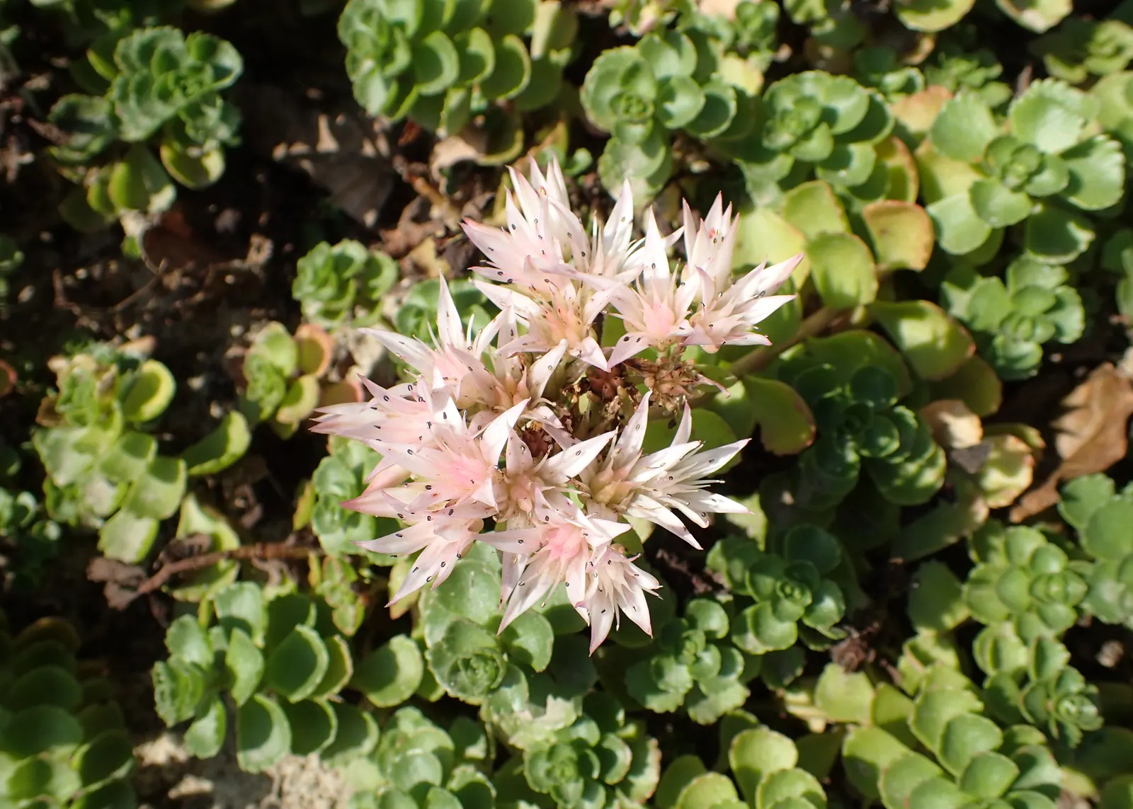 Caucasian Stonecrop (Sedum spurium) — This hardy succulent perennial showcases fleshy leaves forming a dense; essential for any landscape design, image 77