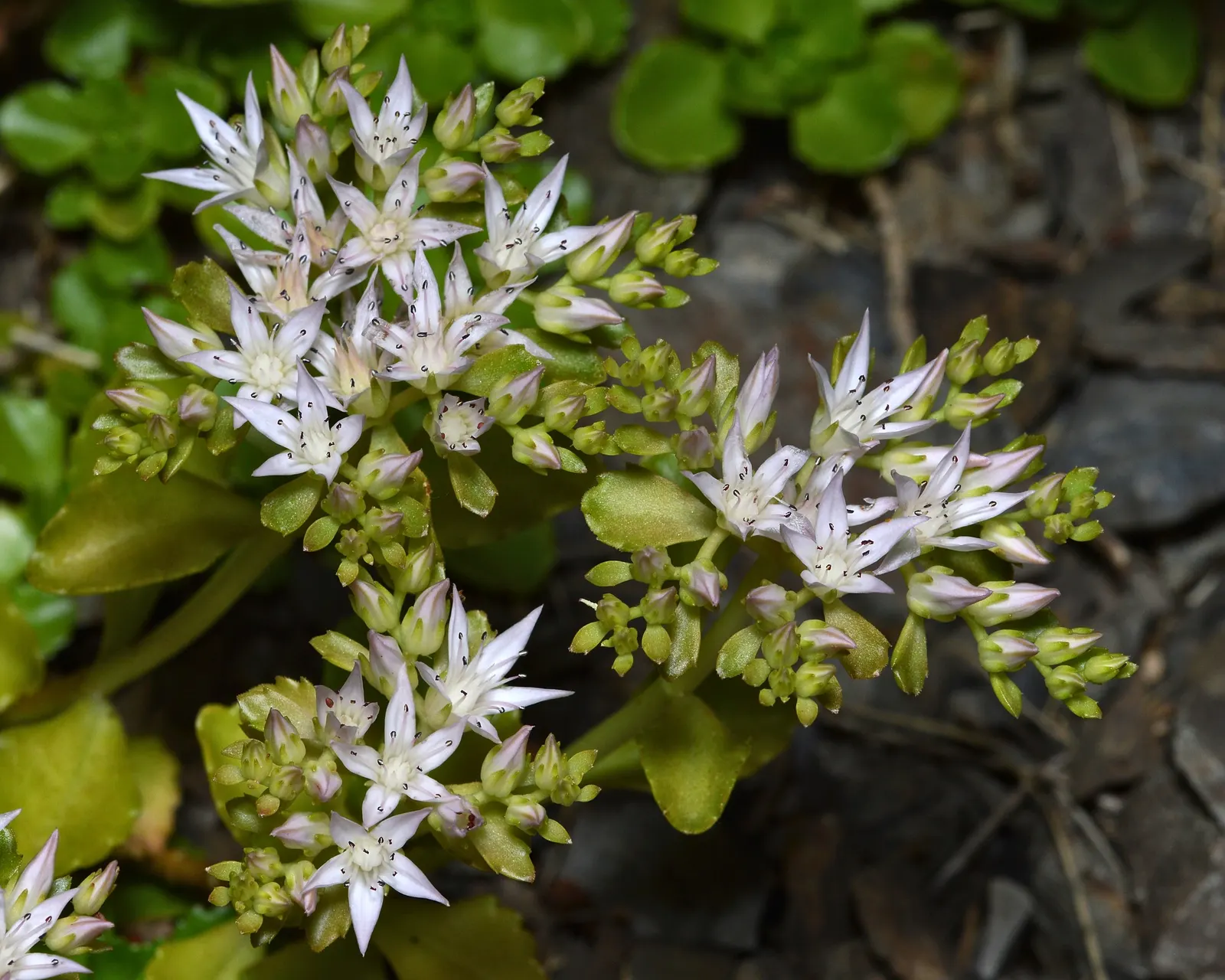 Caucasian Stonecrop (Sedum spurium) — mat-like spread typically reaching 4 to 6 inches in height and spreading outward up to 18 inches; and, image 55