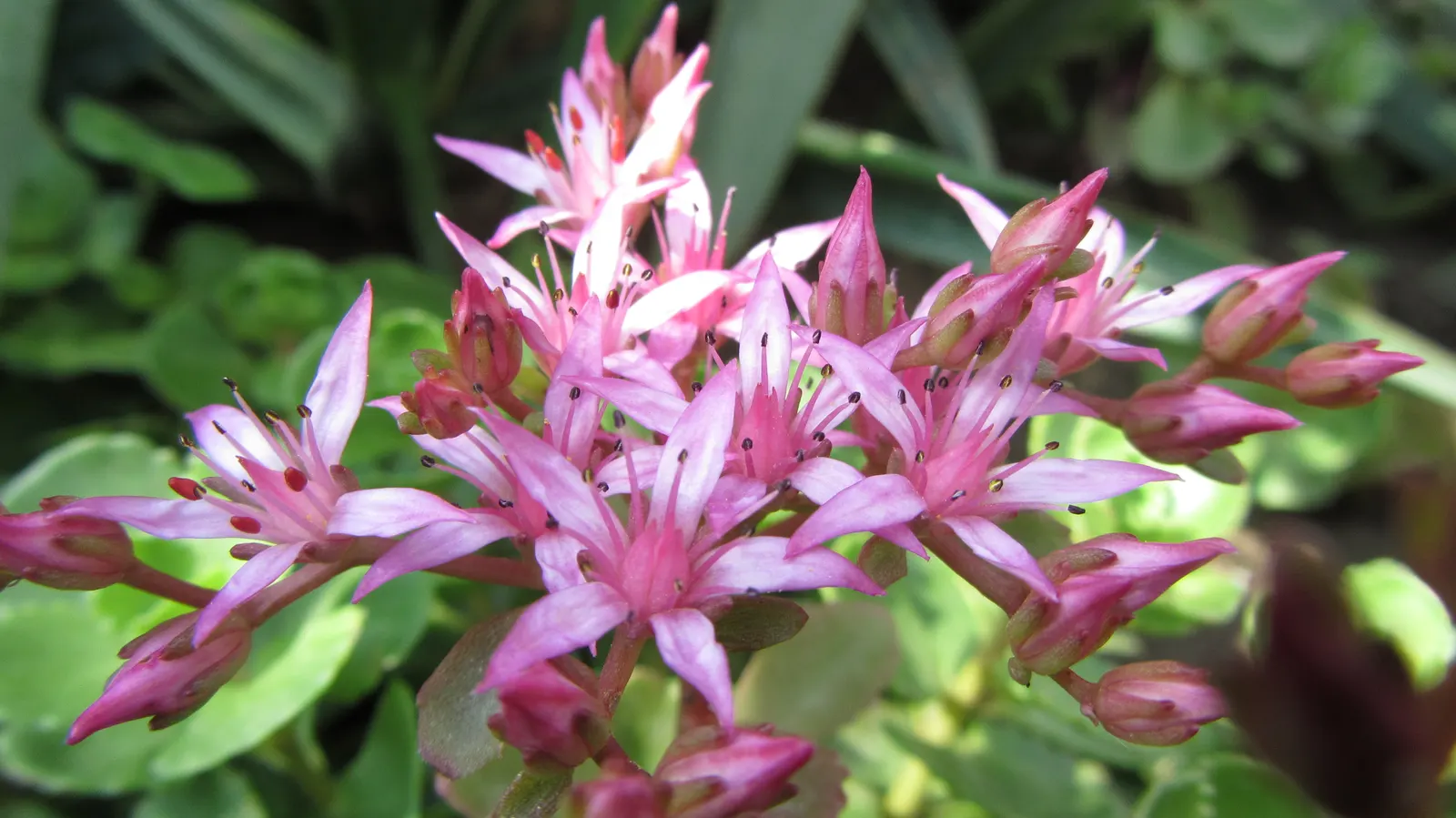 Caucasian Stonecrop (Sedum spurium) — making it an asset to any sustainable garden landscape; ground cover / succulent with pink and white blooms, image 66