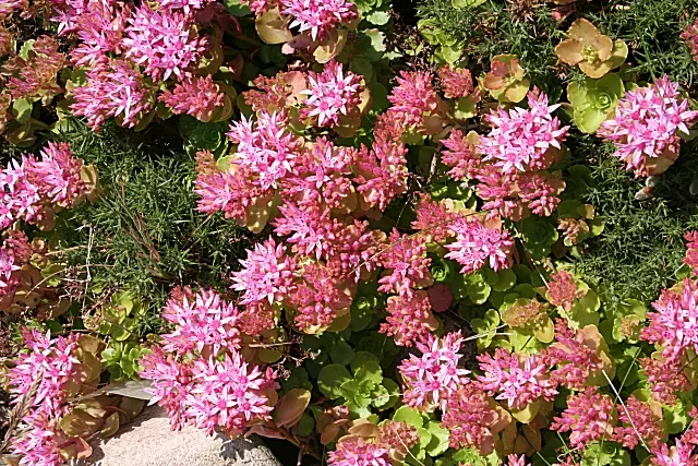 Caucasian Stonecrop (Sedum spurium) — Phedimus spurium presents clusters of star-shaped pink flowers that rise slightly above its foliage on stems, image 81