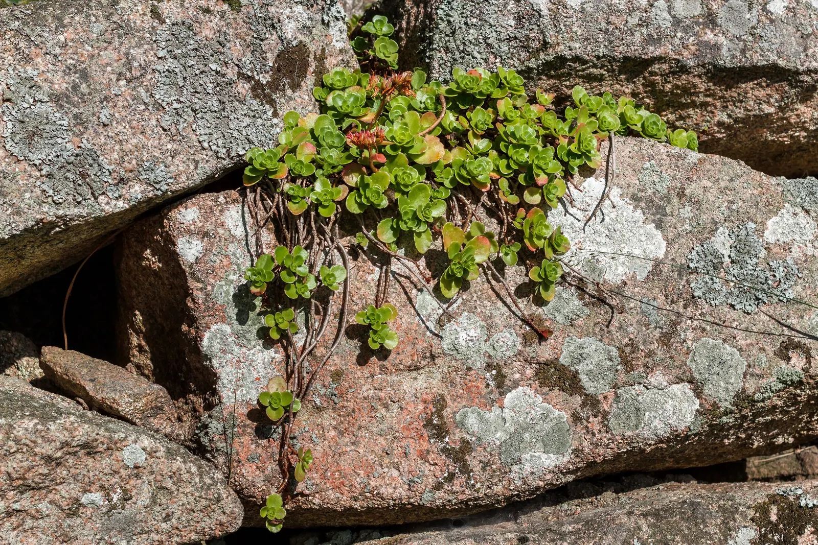 Caucasian Stonecrop (Sedum spurium) — ground cover / succulent with pink and white blooms