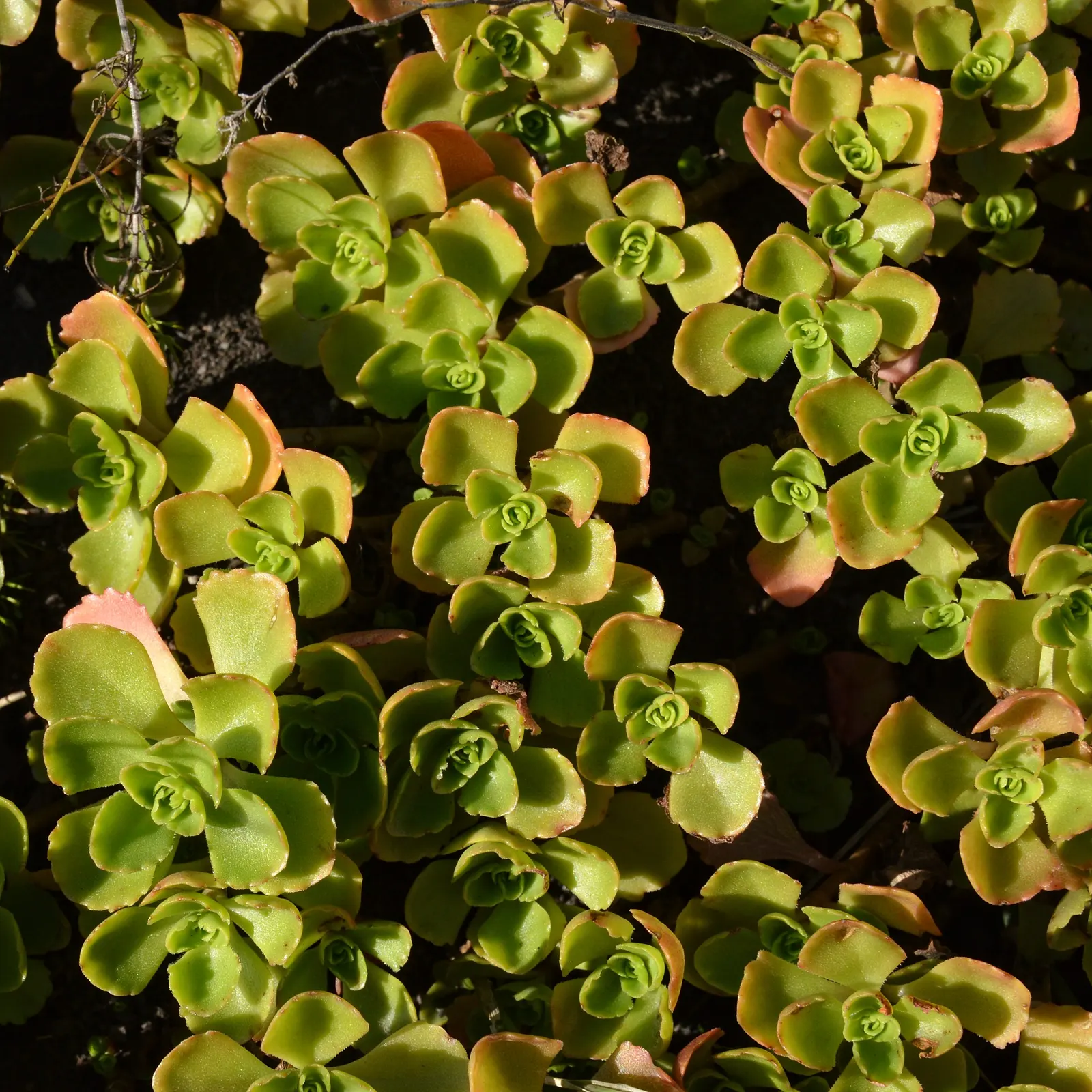 Caucasian Stonecrop (Sedum spurium) — It thrives in USDA zones 3-9 and requires well-drained soil; green to reddish leaves and vibrant pink flowers, image 50