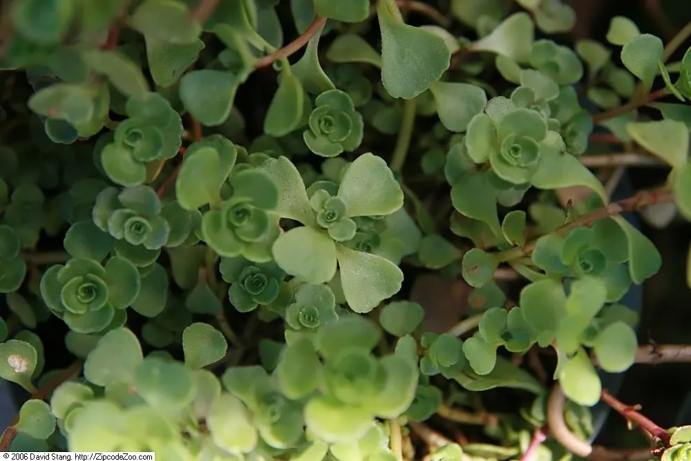 Caucasian Stonecrop (Sedum spurium) — Its foliage color ranges from green to deep bronze and even reddish hues; pink and white flowers in the garden, image 56