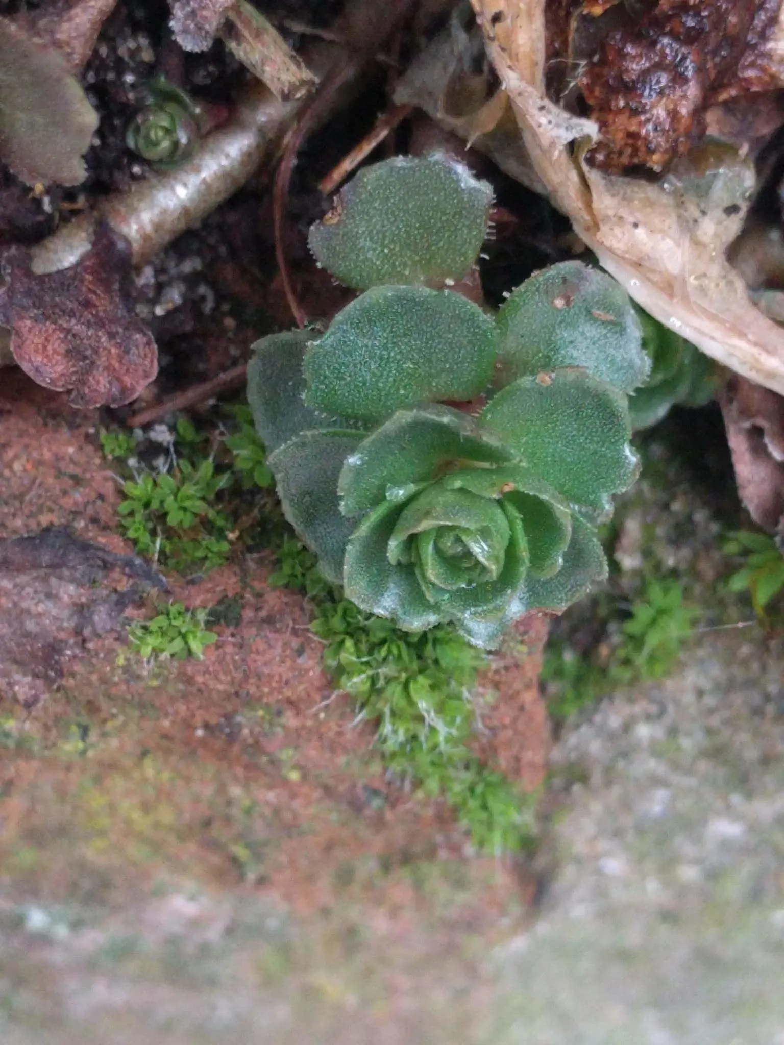 Caucasian Stonecrop (Sedum spurium) — this groundcover is drought-tolerant once established; making it an ideal choice for xeriscaping and rock, image 85