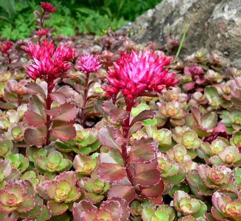 Caucasian Stonecrop (Sedum spurium) — and providing a delightful show; this drought-resistant plant reaches 4-6 inches in height and spreads up to, image 83