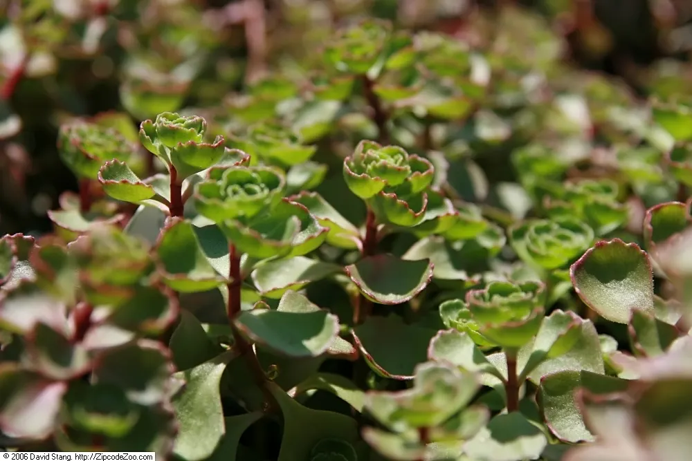Caucasian Stonecrop (Sedum spurium) — which intensify under full sun exposure.<br><br>Blooming in mid to late summer; scientifically known as, image 80