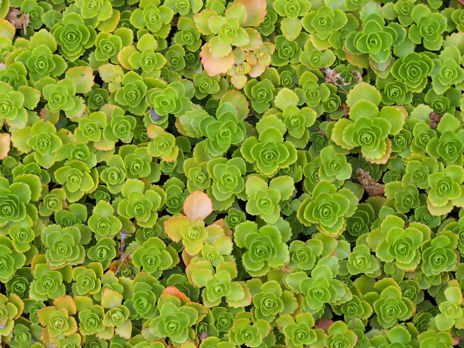 Caucasian Stonecrop (Sedum spurium) — It thrives in USDA zones 3-9 and requires well-drained soil