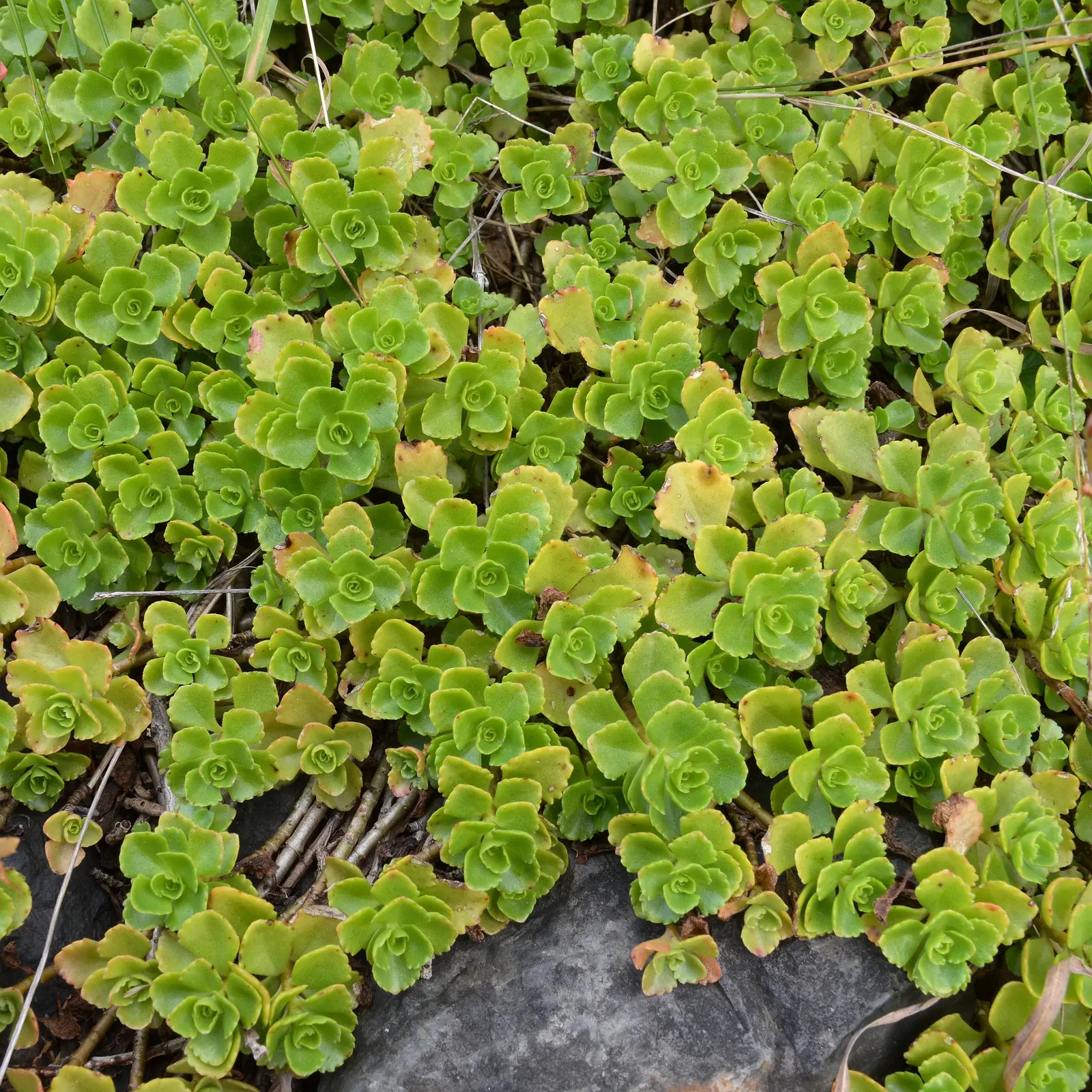 Caucasian Stonecrop (Sedum spurium) — Phedimus spurium is an excellent low-lying plant that requires minimal care and offers maximum visual impact, image 88