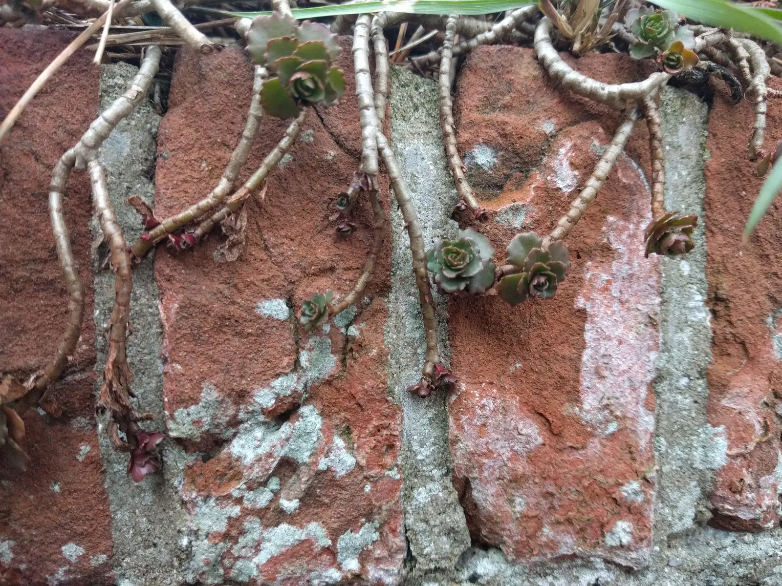Caucasian Stonecrop (Sedum spurium) — mat-like spread typically reaching 4 to 6 inches in height and spreading outward up to 18 inches