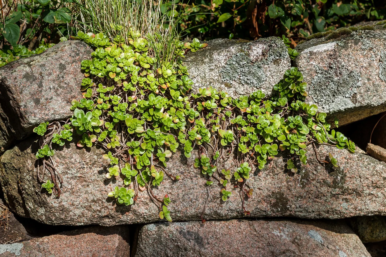 Caucasian Stonecrop (Sedum spurium) — making it an ideal choice for xeriscaping and rock gardens; phedimus spurium, or Caucasian Stonecrop, is a hardy