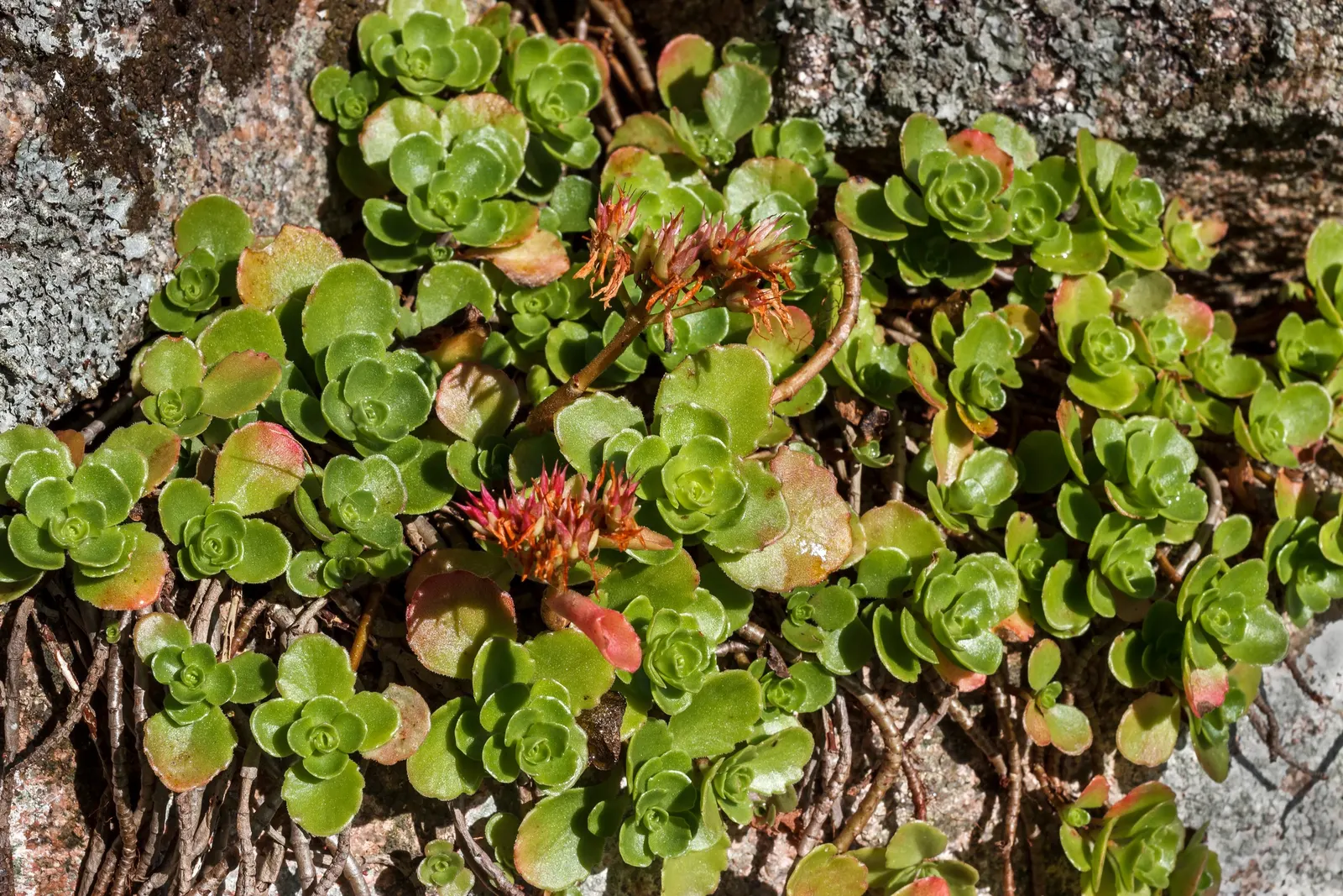 Caucasian Stonecrop (Sedum spurium) — These flowers provide a stark contrast to its foliage and can span up to 1 foot across