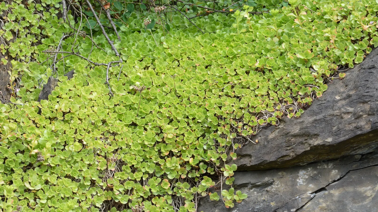 Caucasian Stonecrop (Sedum spurium) — essential for any landscape design seeking vibrant color and low maintenance