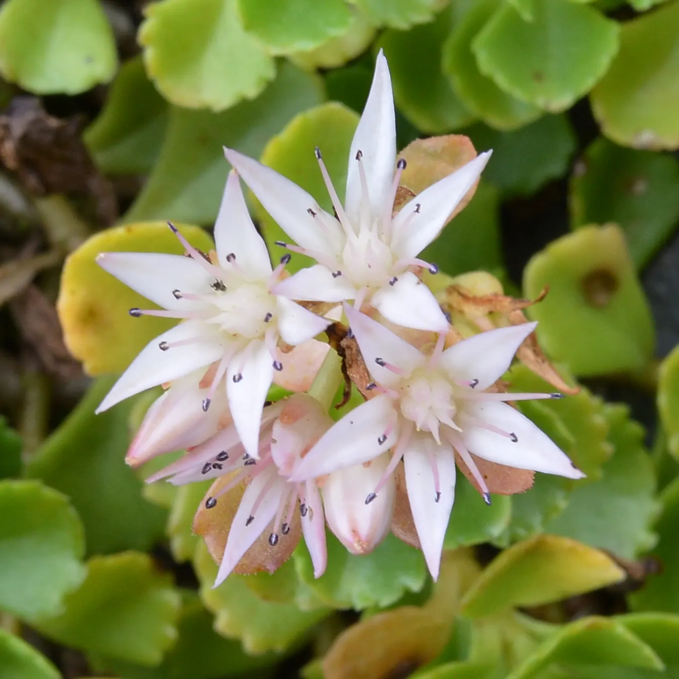 Caucasian Stonecrop (Sedum spurium) — This hardy succulent perennial showcases fleshy leaves forming a dense