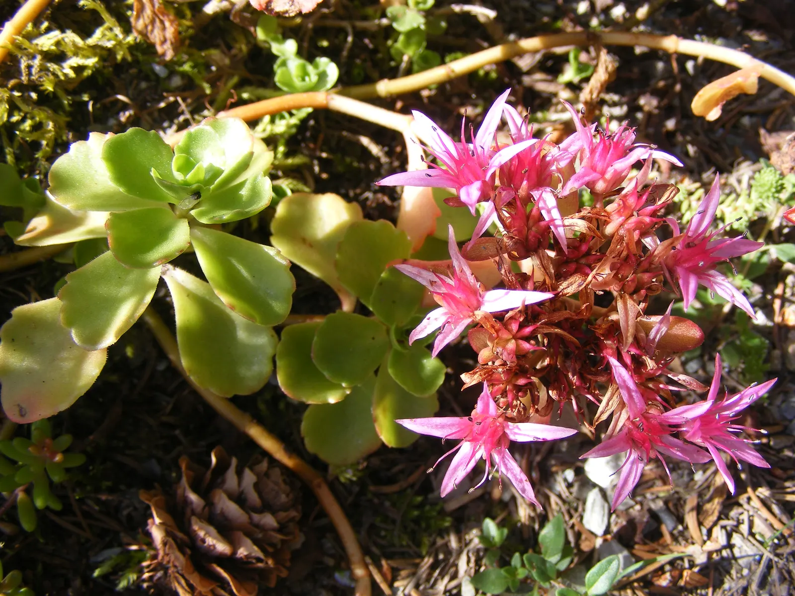Caucasian Stonecrop (Sedum spurium) — pink and white flowers in the garden; is a versatile and robust groundcover, image 67