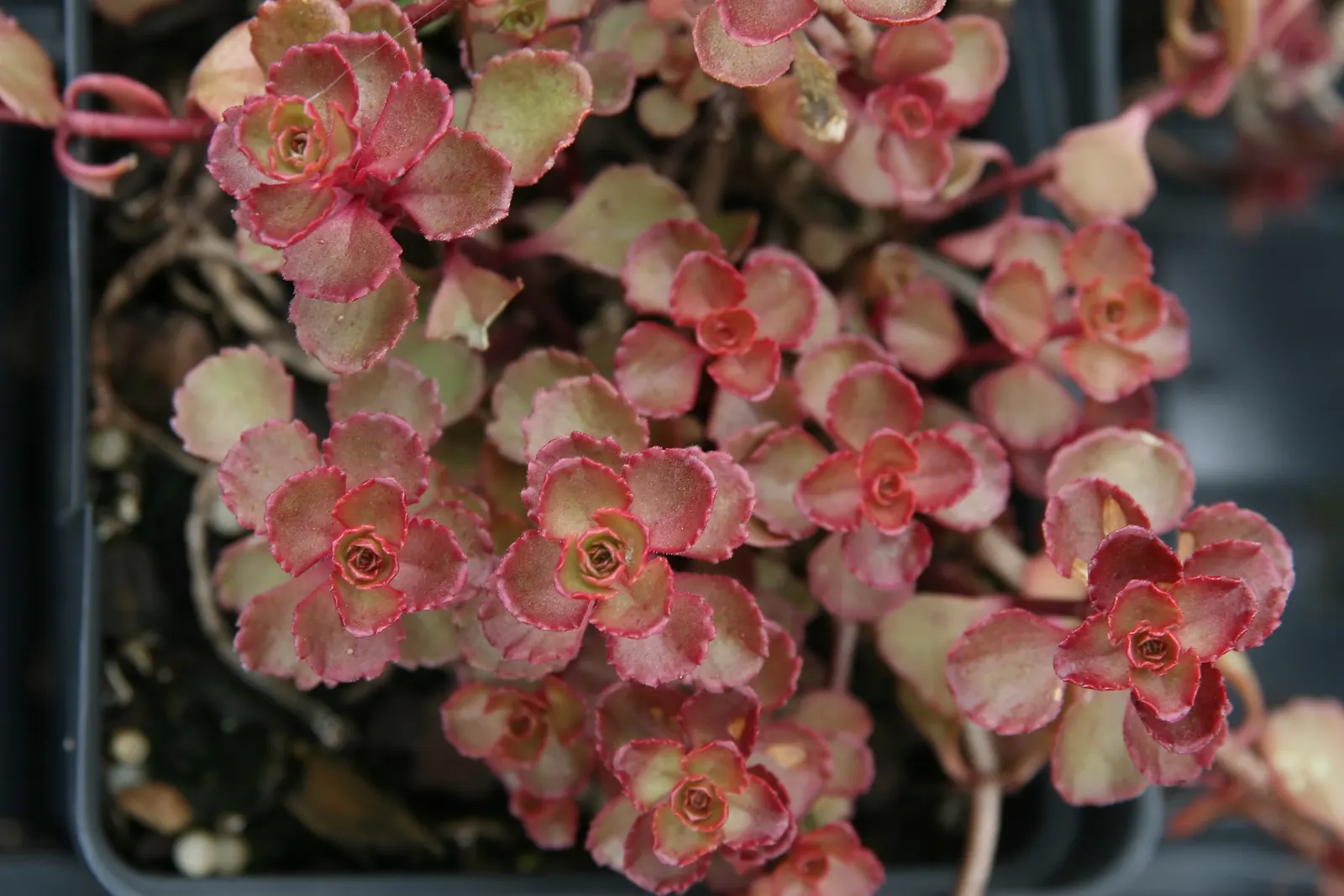 Caucasian Stonecrop (Sedum spurium) — It thrives in USDA Hardiness Zones 3 through 9, favoring full sun to partial shade conditions; this hardy, image 87
