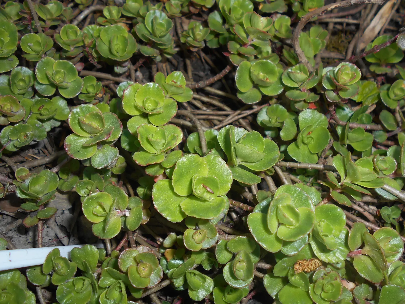 Caucasian Stonecrop (Sedum spurium) — It thrives in USDA Hardiness Zones 3 through 9, favoring full sun to partial shade conditions