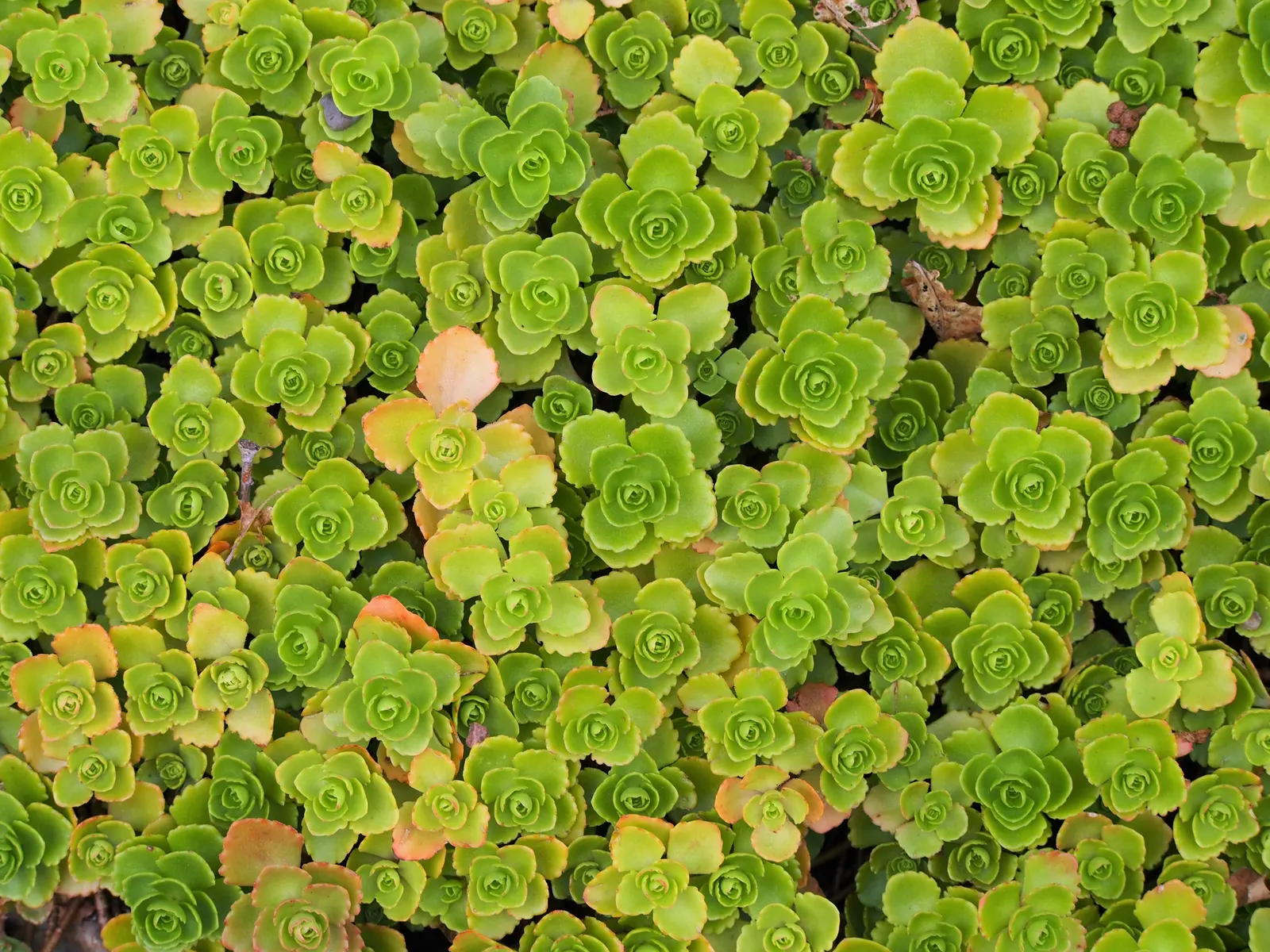 Caucasian Stonecrop (Sedum spurium) — mat-like spread typically reaching 4 to 6 inches in height and spreading outward up to 18 inches; and, image 78