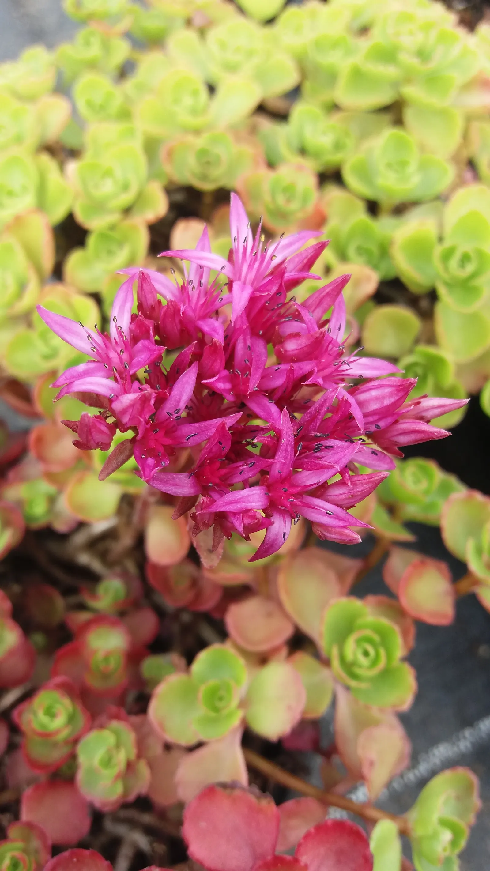 Caucasian Stonecrop (Sedum spurium) — This drought-resistant plant reaches 4-6 inches in height and spreads up to 18 inches