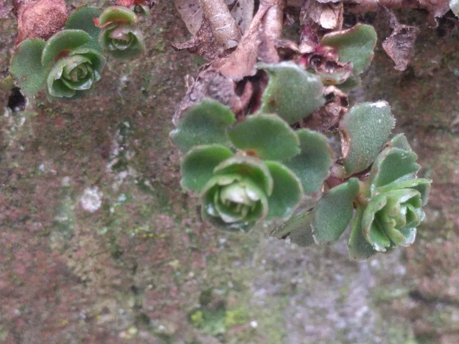 Caucasian Stonecrop (Sedum spurium) — It thrives in USDA zones 3-9 and requires well-drained soil; green to reddish leaves and vibrant pink flowers, image 73