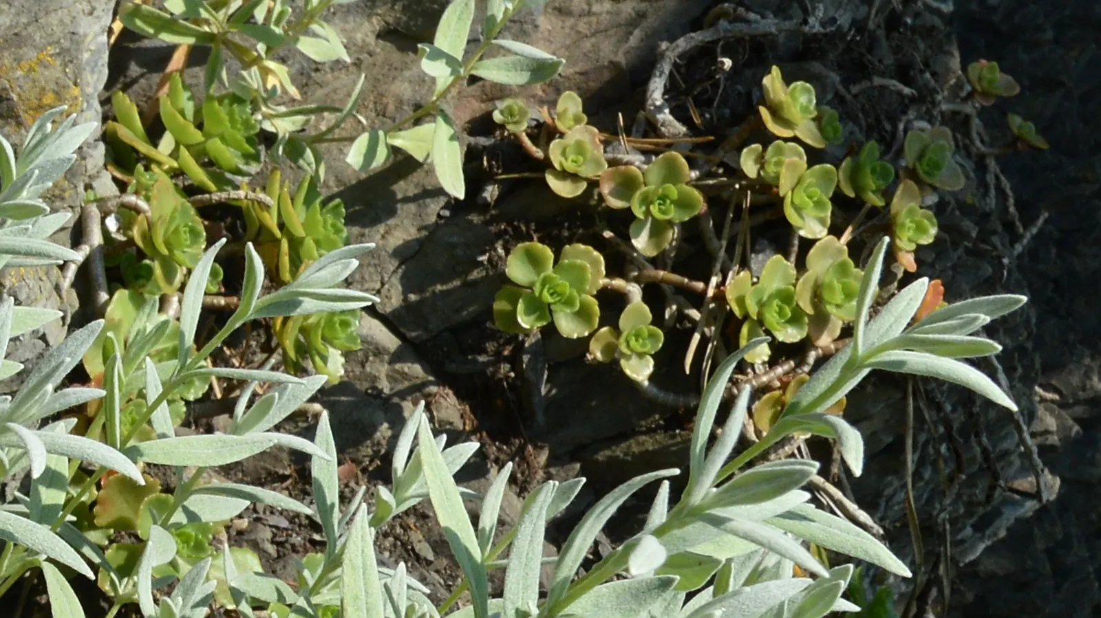 Caucasian Stonecrop (Sedum spurium) — Phedimus spurium, or Caucasian Stonecrop, is a hardy, perennial groundcover ideal for full sun to part shade; it thrives