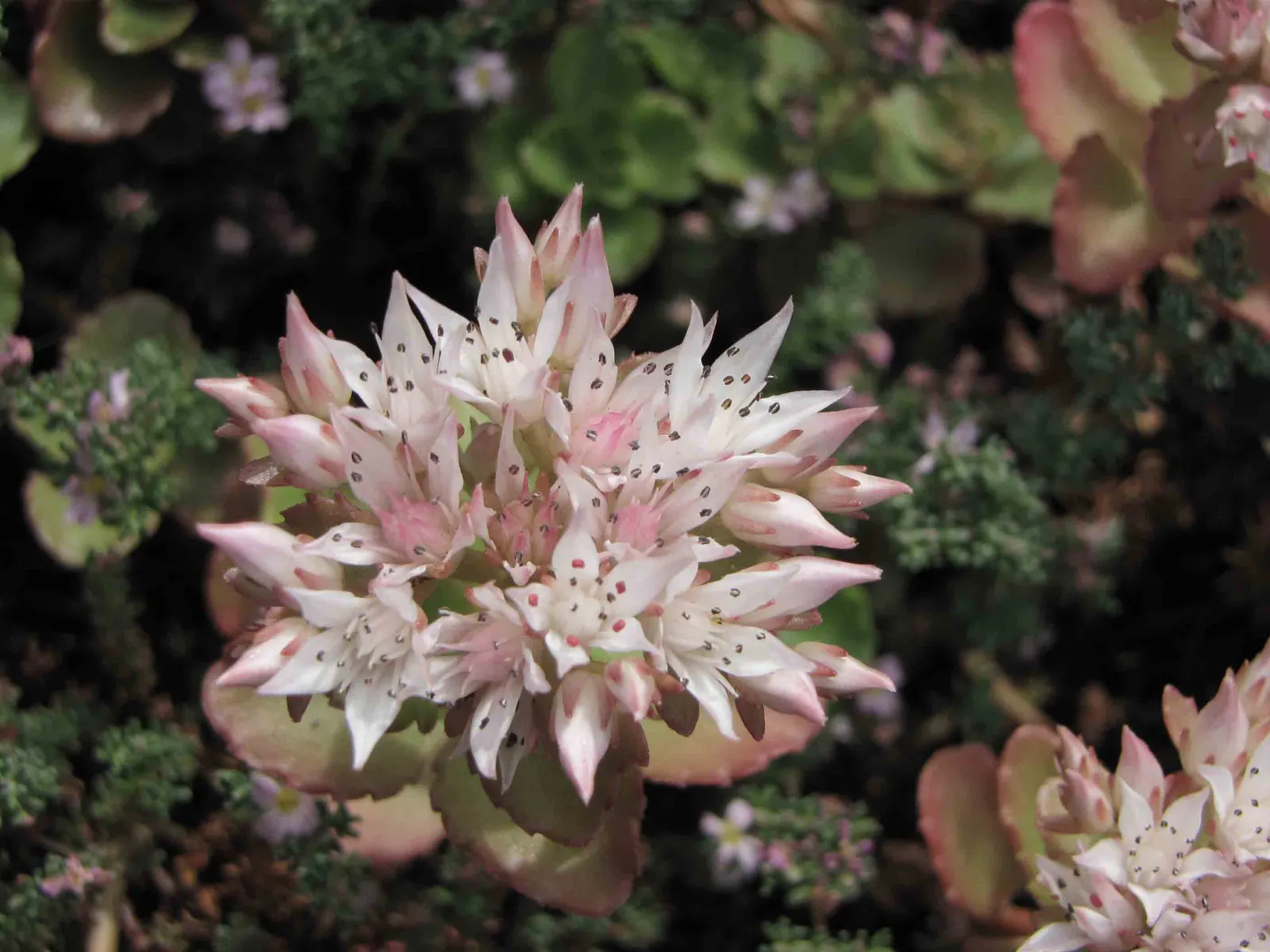 Caucasian Stonecrop (Sedum spurium) — pink and white flowers in the garden