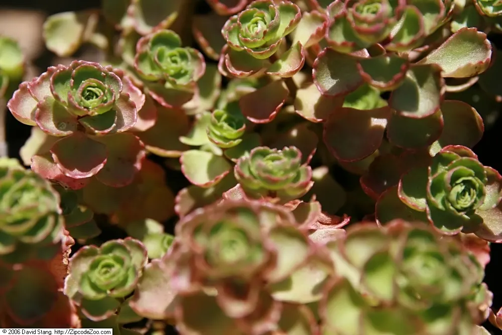 Caucasian Stonecrop (Sedum spurium) — making it an ideal choice for xeriscaping and rock gardens