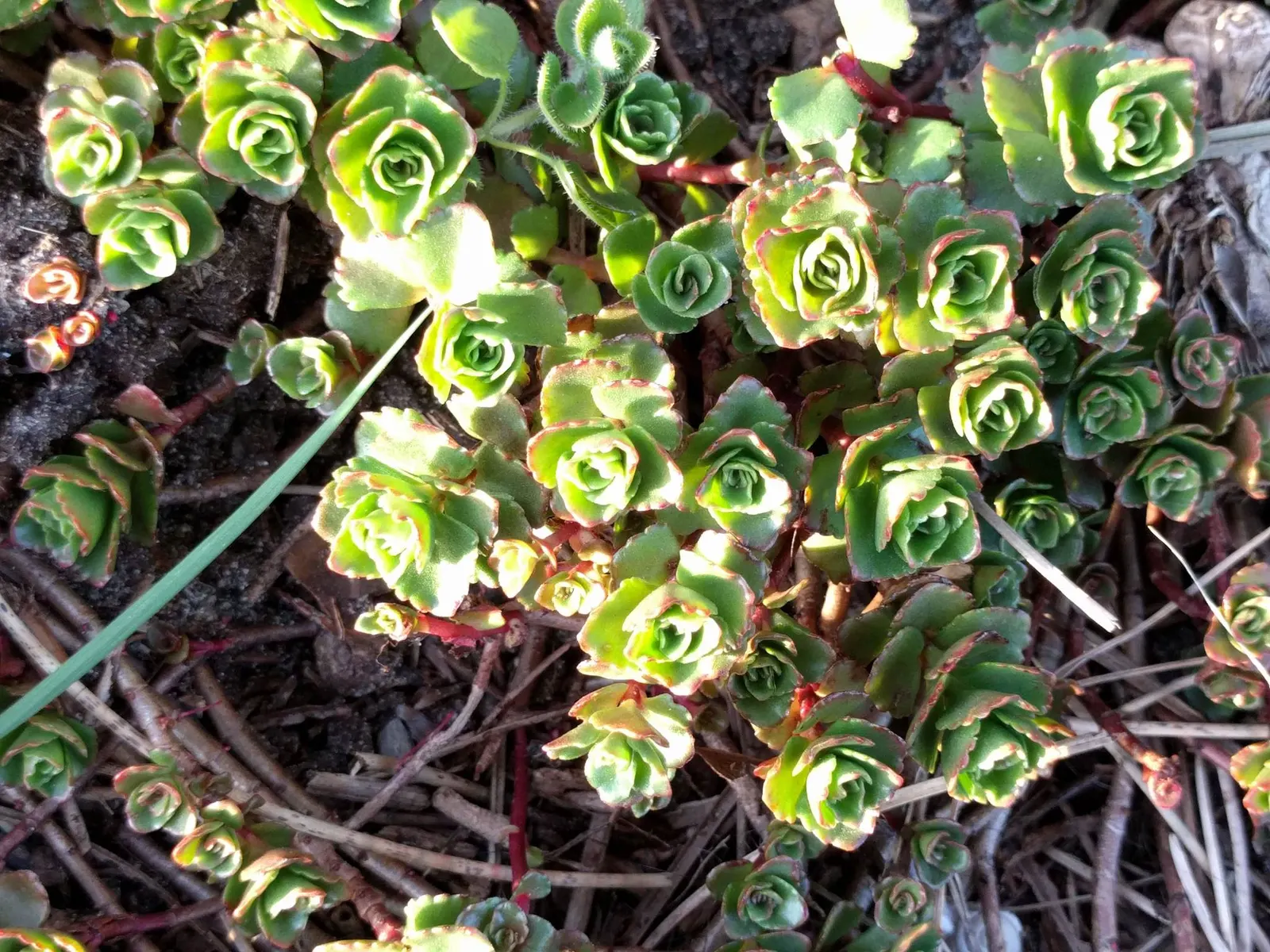 Caucasian Stonecrop (Sedum spurium) — Phedimus spurium, or Caucasian Stonecrop, is a hardy, perennial groundcover ideal for full sun to part shade, image 70