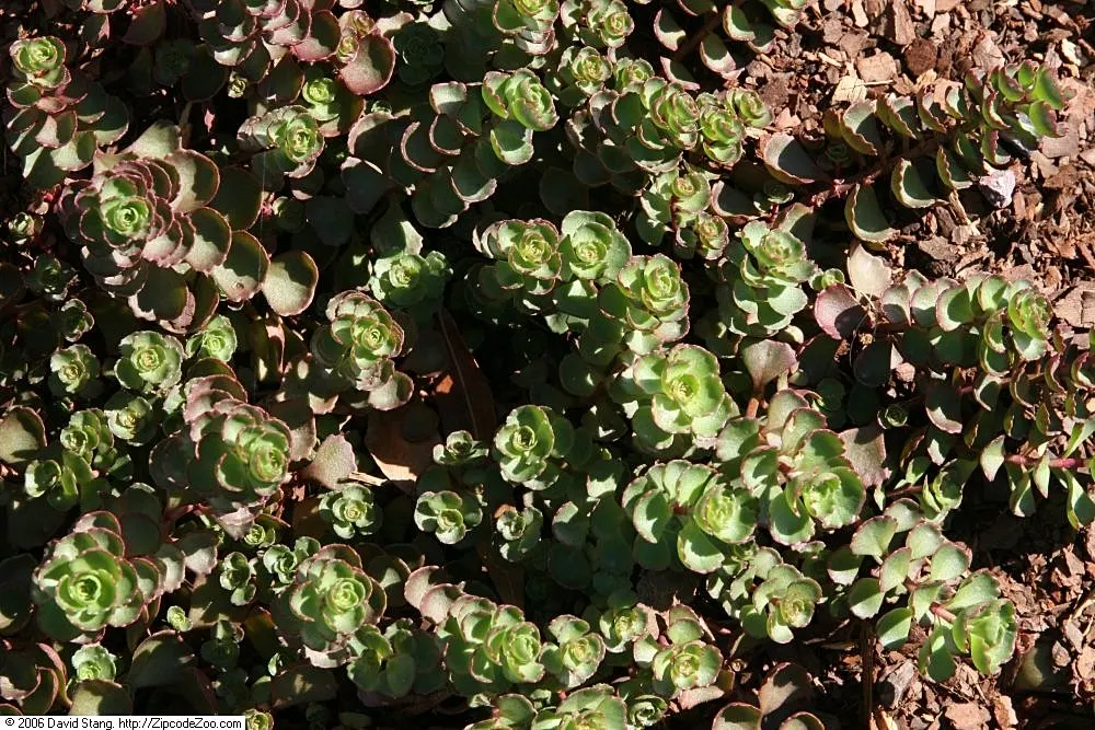 Caucasian Stonecrop (Sedum spurium) — Phedimus spurium presents clusters of star-shaped pink flowers that rise slightly above its foliage on stems